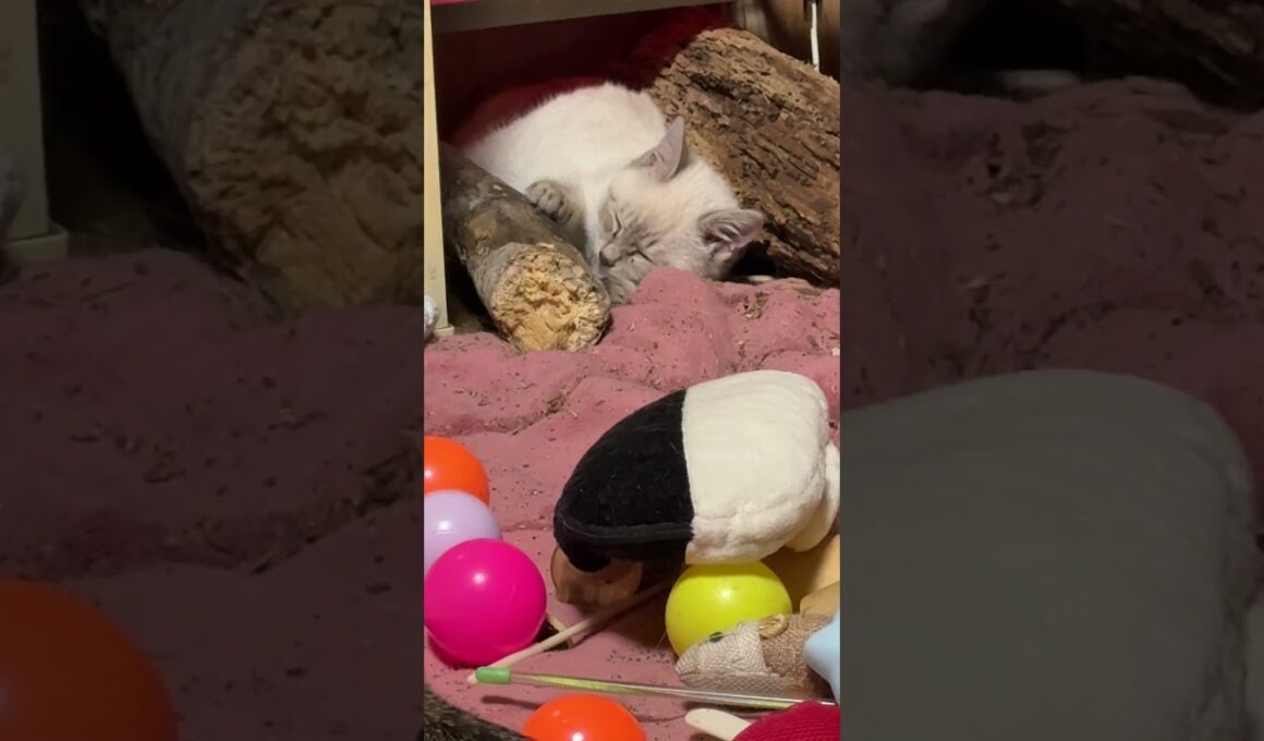 我が家のネコ三連星。黒猫くー、キジシロのルル、シャムの子ネコ雫。雫がとどめの可愛さで一撃