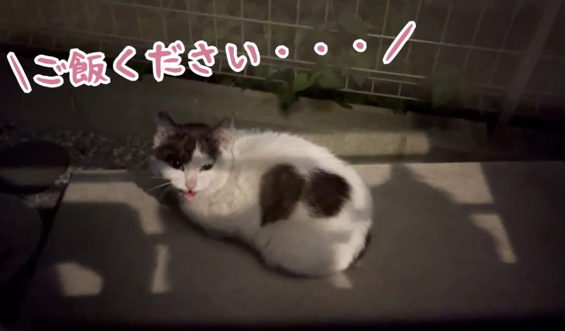 空腹な野良子猫が餌を求めて訪ねてきた…【先住猫と対面】【ハチワレ】