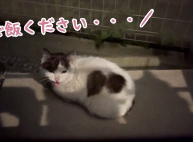 空腹な野良子猫が餌を求めて訪ねてきた…【先住猫と対面】【ハチワレ】