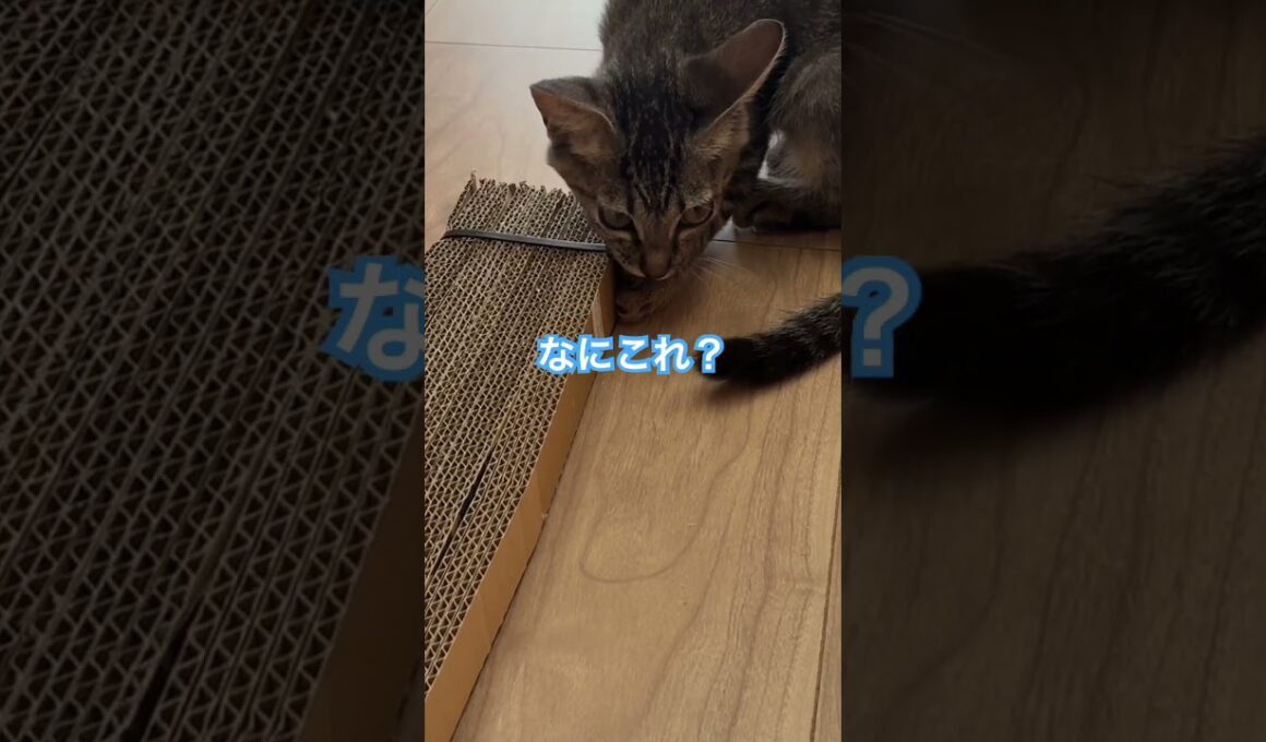 【保護24日目】シャーシャー子猫の初めての爪研ぎおもちゃ😸　#シャーシャー子猫 #保護子猫 #子ネコ #猫のいる暮らし #うまねこちゃんねる
