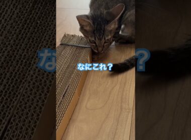 【保護24日目】シャーシャー子猫の初めての爪研ぎおもちゃ😸　#シャーシャー子猫 #保護子猫 #子ネコ #猫のいる暮らし #うまねこちゃんねる