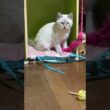 カラーボックスの中の座布団から、ネコジャラシで遊ぶシャムの子ネコ雫ちゃん