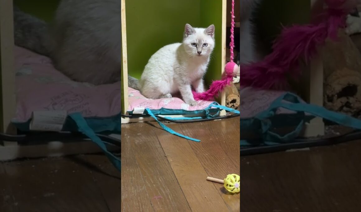 カラーボックスの中の座布団から、ネコジャラシで遊ぶシャムの子ネコ雫ちゃん