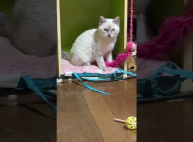 カラーボックスの中の座布団から、ネコジャラシで遊ぶシャムの子ネコ雫ちゃん