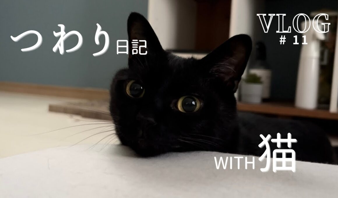 ［Vlog#11］猫と過ごしたつわり日記/妊娠記録/家族が増えるぞ！