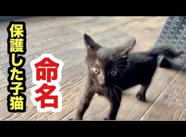 保護した子猫をお迎え、命名されました