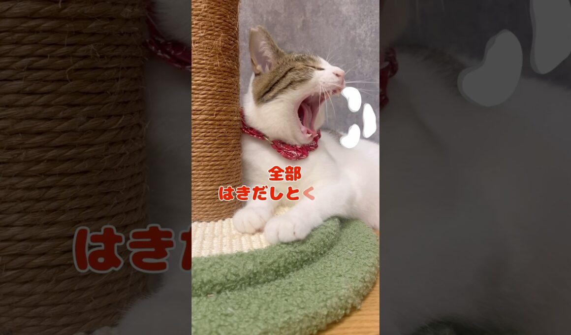 【保護猫】体重が増えていく猫