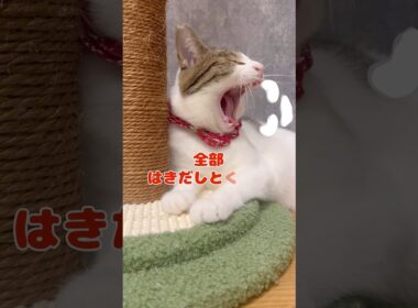 【保護猫】体重が増えていく猫