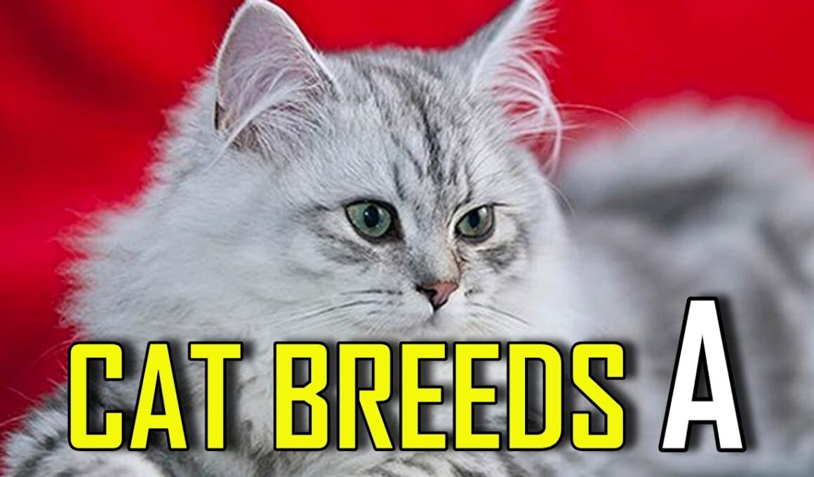 CAT BREEDS - List of cat breeds that start with A