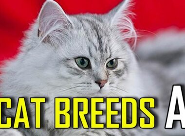 CAT BREEDS - List of cat breeds that start with A