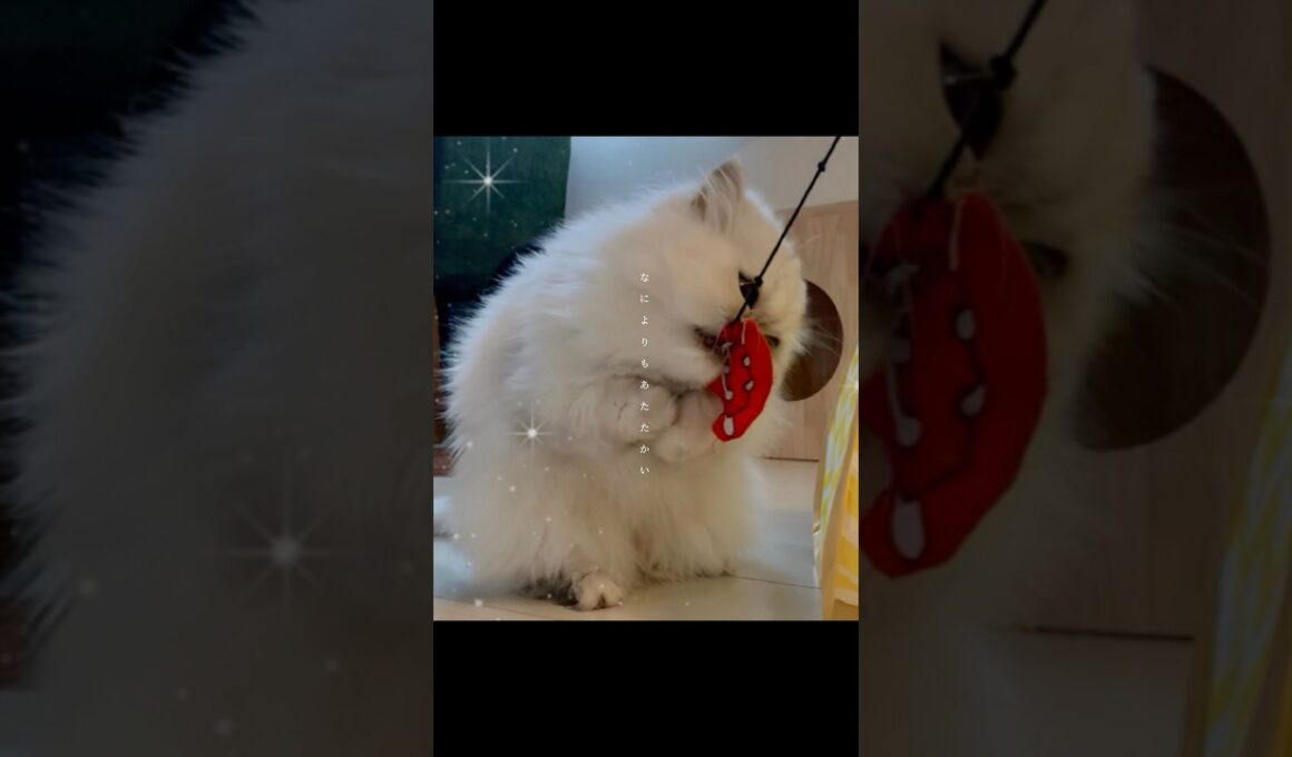 【猫うさぎ動画】#猫 #猫のいる暮らし #ラグドール #アメリカンショートヘア #ペルシャ猫 #シニアうさぎ #多頭飼い