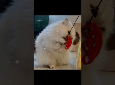 【猫うさぎ動画】#猫 #猫のいる暮らし #ラグドール #アメリカンショートヘア #ペルシャ猫 #シニアうさぎ #多頭飼い