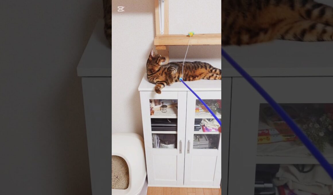 とまらにゃい！ #猫 #猫動画 #猫のいる暮らし #ベンガル #cat #fyp #shorts #short