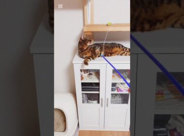 とまらにゃい！ #猫 #猫動画 #猫のいる暮らし #ベンガル #cat #fyp #shorts #short