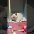 カラーボックスの枠を、アトリエに。シャムの子ネコ雫ちゃん