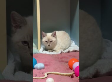 カラーボックスの枠を、アトリエに。シャムの子ネコ雫ちゃん