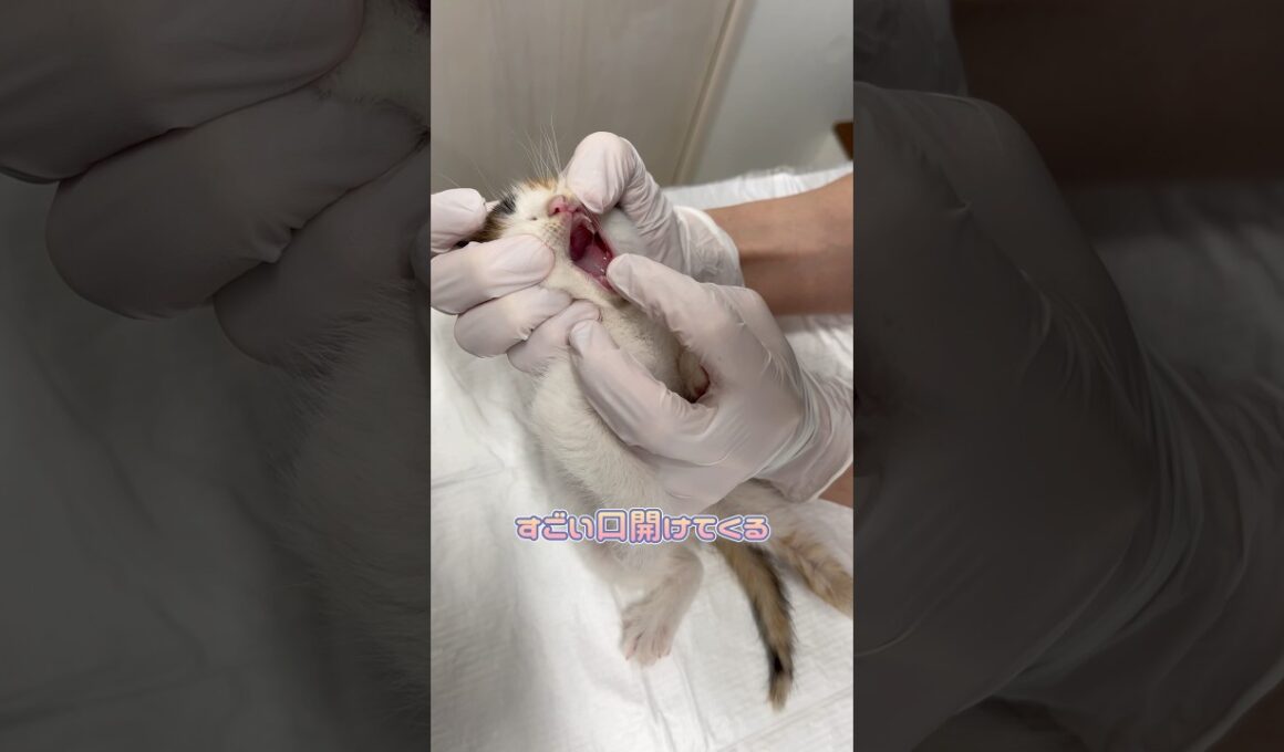いい子に触診をさせてくれる子猫