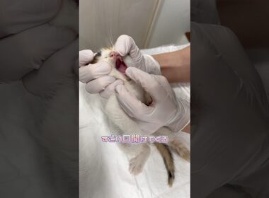 いい子に触診をさせてくれる子猫