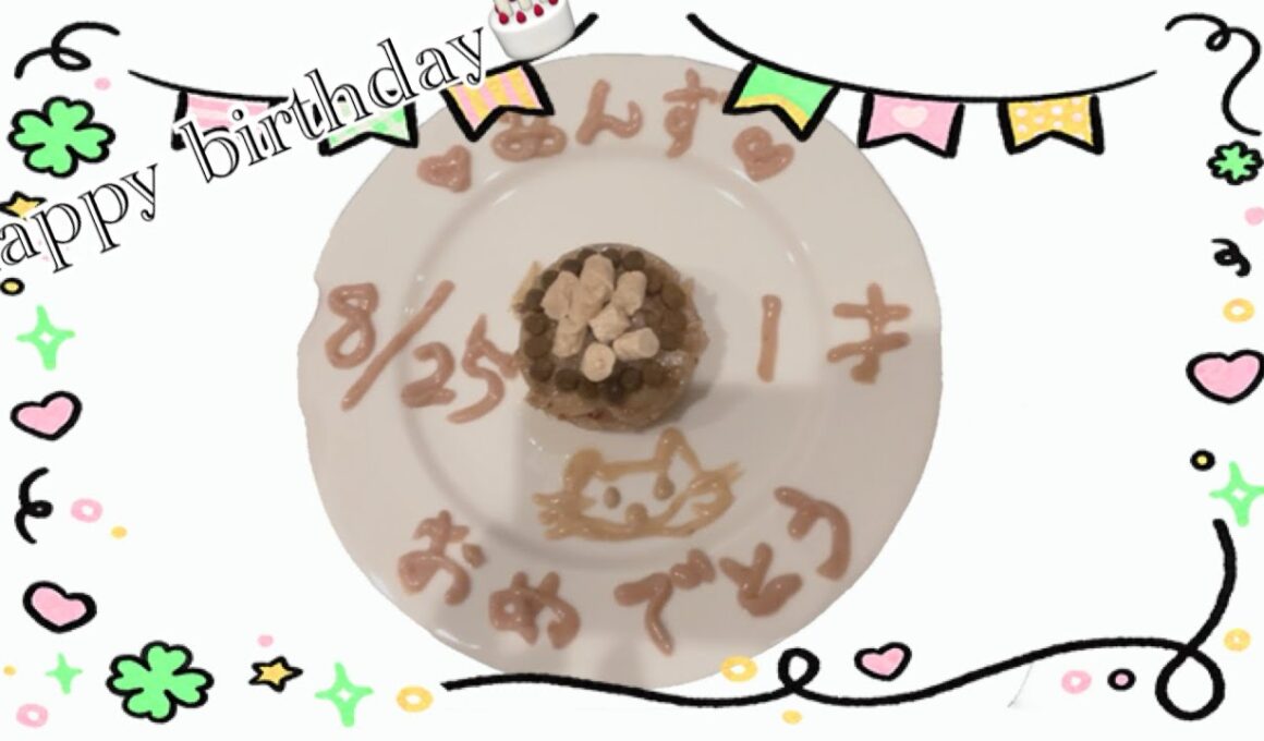 【猫動画】猫の誕生日パーティー🎉#cat #アメリカンショートヘア #誕生日