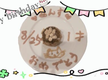 【猫動画】猫の誕生日パーティー🎉#cat #アメリカンショートヘア #誕生日