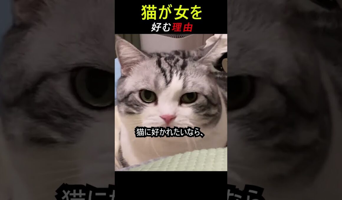 猫が女を好む理由