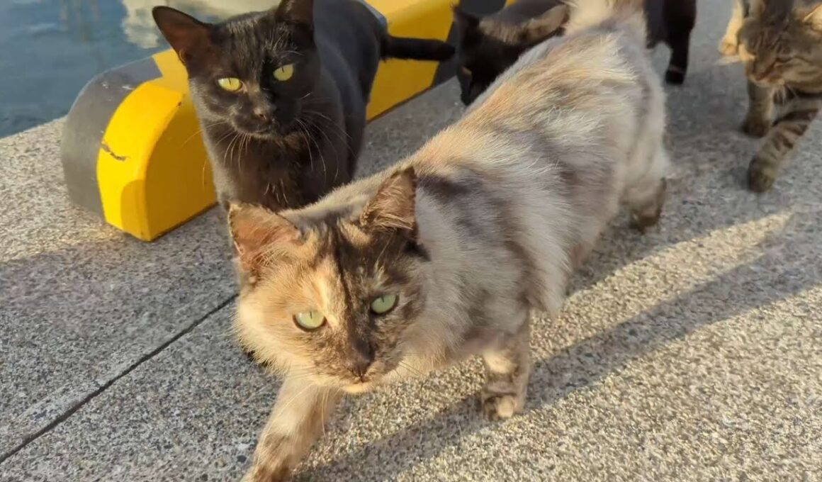 【港猫大集合】黒猫・キジトラ・長毛猫・シャム系まで！ご飯待ち？カメラに興味？【野良猫 地域猫】Harbor Cats Gathering – From Black to Siamese Mix!