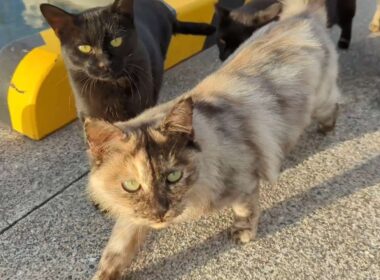 【港猫大集合】黒猫・キジトラ・長毛猫・シャム系まで！ご飯待ち？カメラに興味？【野良猫 地域猫】Harbor Cats Gathering – From Black to Siamese Mix!