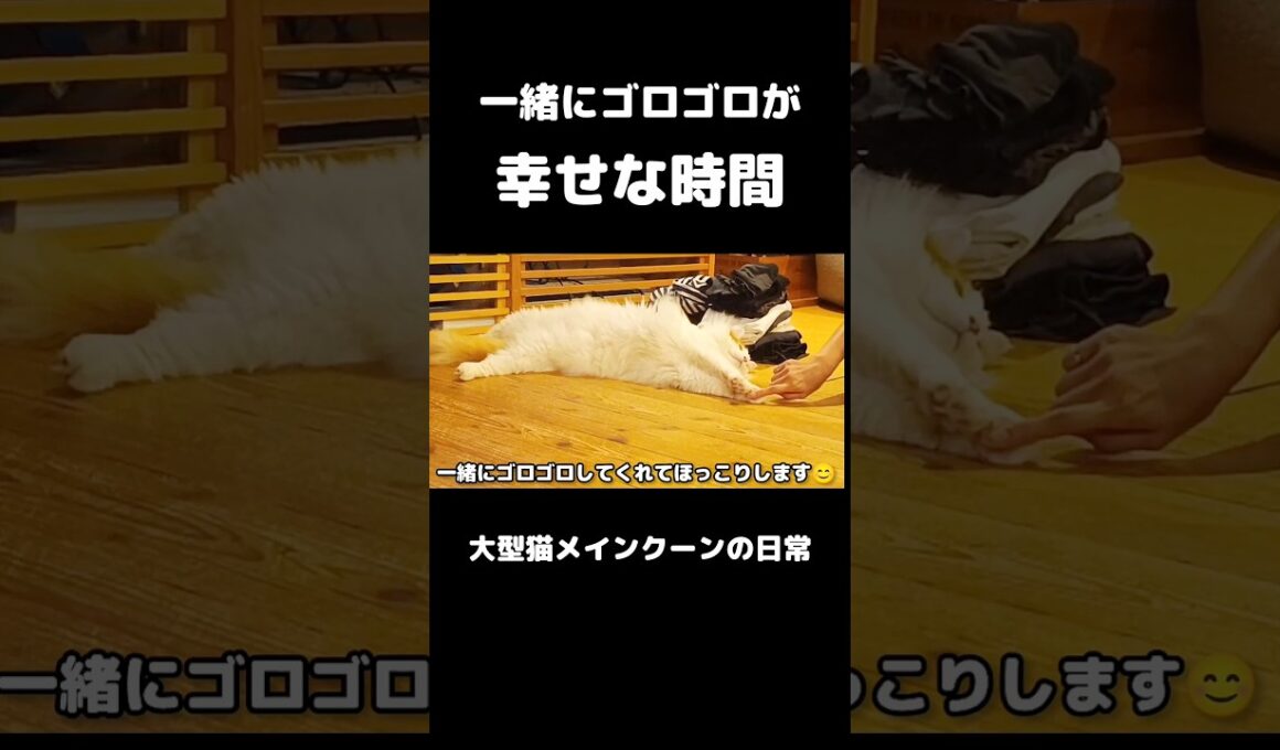 猫と一緒の好きな時間 #メインクーン #猫 #猫のいる暮らし#cat #mainecoon #catlover​  #catshorts​ #cute​ #cutecat​ #fyp​