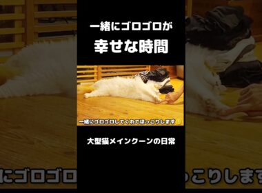 猫と一緒の好きな時間 #メインクーン #猫 #猫のいる暮らし#cat #mainecoon #catlover​  #catshorts​ #cute​ #cutecat​ #fyp​