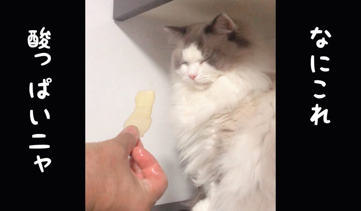 【ラグドール】梨を嫌がる猫[Ragdoll] A cat that hates pears【#shorts 】