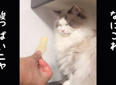 【ラグドール】梨を嫌がる猫[Ragdoll] A cat that hates pears【#shorts 】