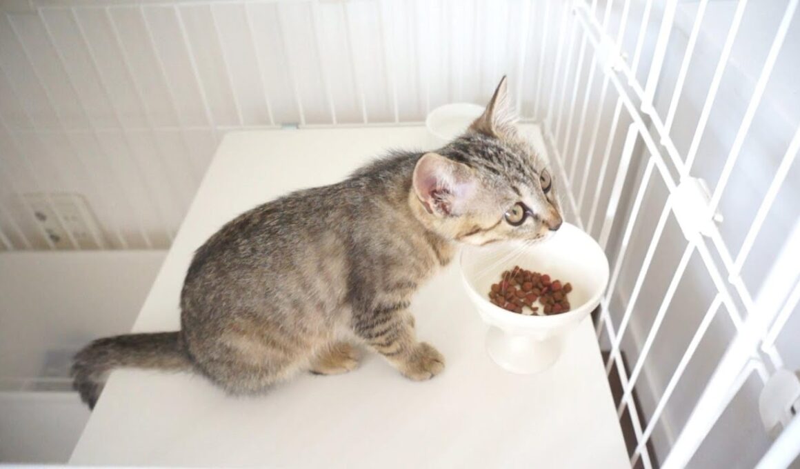 生後3か月の子猫のご飯タイム♡カリカリ＆ウェットフードの比較もしてみました。