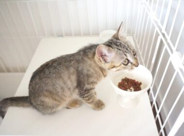 生後3か月の子猫のご飯タイム♡カリカリ＆ウェットフードの比較もしてみました。