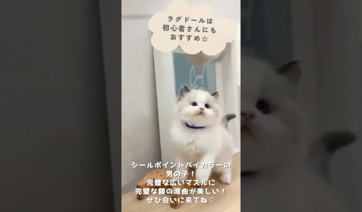 可愛い♡にゃんこ紹介♪ #子猫のいる暮らし #ラグドール子猫 #子猫ブリーダーナビ