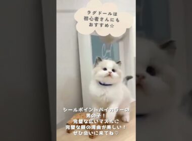 可愛い♡にゃんこ紹介♪ #子猫のいる暮らし #ラグドール子猫 #子猫ブリーダーナビ