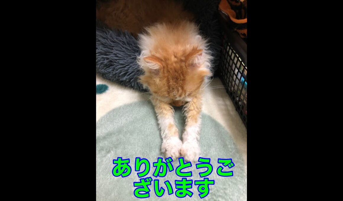 A Cat Making Biscuits Nonstop Part 1｜ひたすらフミフミするネコパート１｜😸🐱🌞
