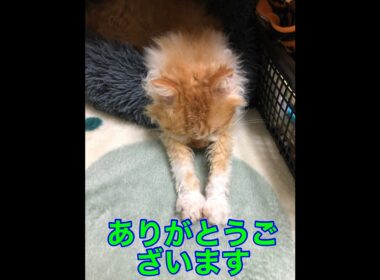 A Cat Making Biscuits Nonstop Part 1｜ひたすらフミフミするネコパート１｜😸🐱🌞