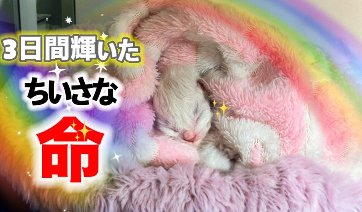 【涙腺崩壊😭赤ちゃん子猫生後3日】永眠した赤ちゃんを必死に起こそうとする母猫〜我が子との早すぎる別れ〜