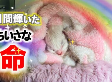 【涙腺崩壊😭赤ちゃん子猫生後3日】永眠した赤ちゃんを必死に起こそうとする母猫〜我が子との早すぎる別れ〜