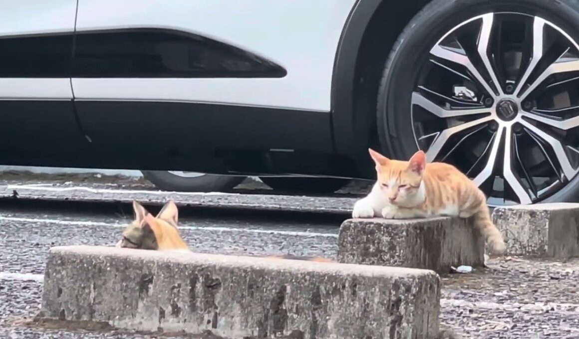 駐車場に潜む子猫達…。#子猫