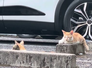 駐車場に潜む子猫達…。#子猫