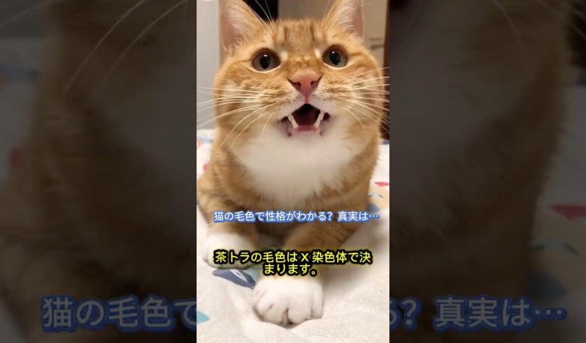 猫の毛色と性格の関係｜科学と飼い主の体験から解説#猫の豆知識 #猫の性格 #猫の毛色 #にゃんこ好き #猫と暮らす #猫動画 #癒し動画 #猫好きと繋がりたい #猫の不思議