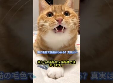 猫の毛色と性格の関係｜科学と飼い主の体験から解説#猫の豆知識 #猫の性格 #猫の毛色 #にゃんこ好き #猫と暮らす #猫動画 #癒し動画 #猫好きと繋がりたい #猫の不思議