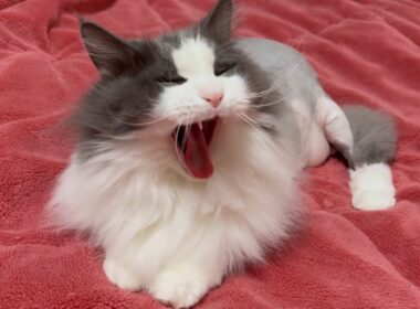 【もふもふ？】トリミングして1週間が経った、ノルウェージャンフォレストキャット♡