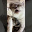 シャムの子ネコ雫。キジシロのルルに寄り添って、変な顔で寝るw。黒猫くーも、そばで寝る