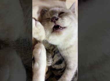 シャムの子ネコ雫。キジシロのルルに寄り添って、変な顔で寝るw。黒猫くーも、そばで寝る