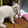 キジシロのルル、黒猫くー「よく見るんだ、シャムの子ネコ雫よ。主（巨大ねこ？）とのネコジャラシを」