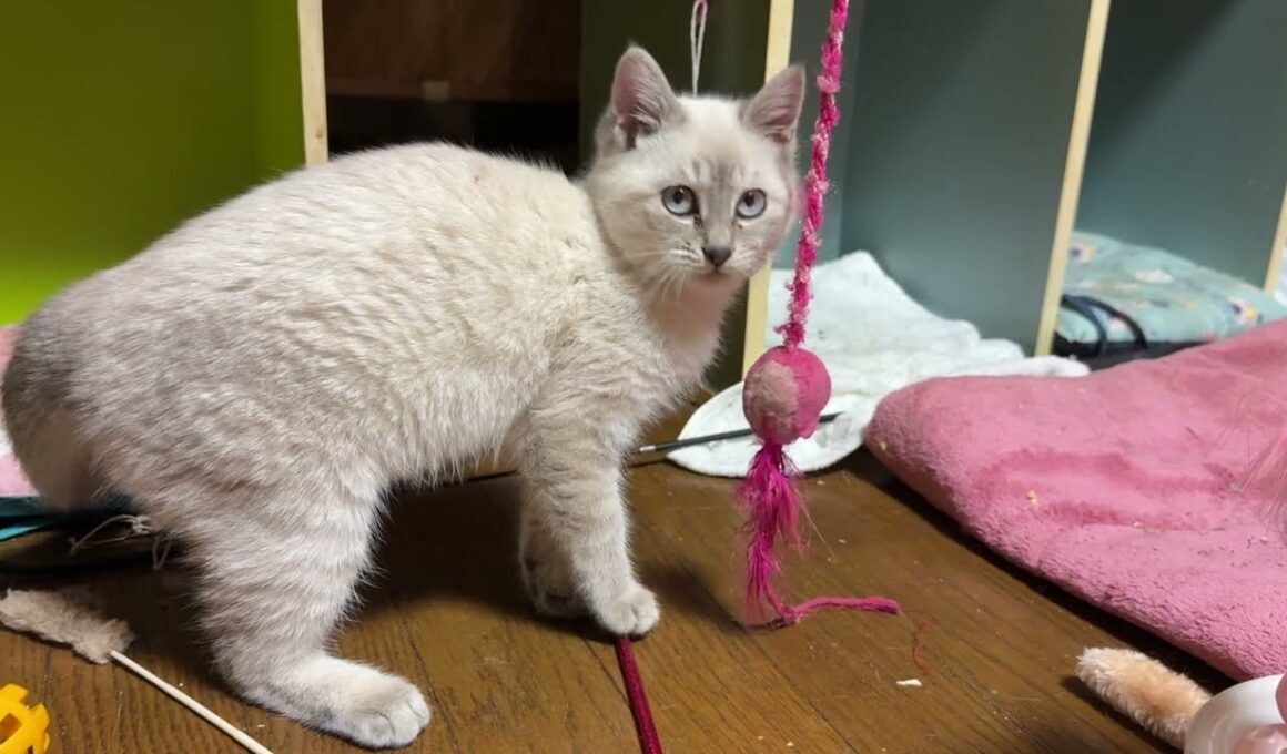キジシロのルル、黒猫くー「よく見るんだ、シャムの子ネコ雫よ。主（巨大ねこ？）とのネコジャラシを」