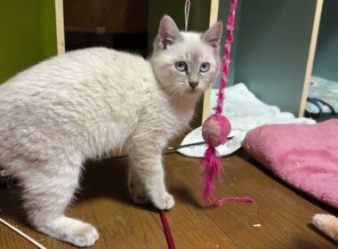 キジシロのルル、黒猫くー「よく見るんだ、シャムの子ネコ雫よ。主（巨大ねこ？）とのネコジャラシを」