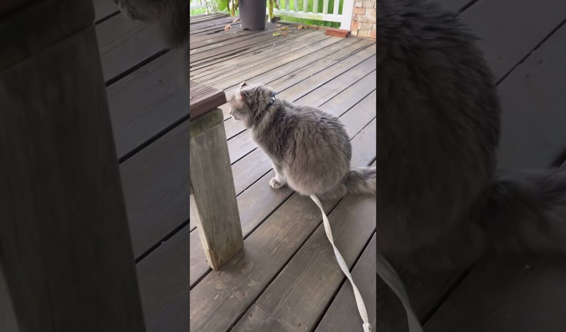 It's the enemy #ねこ動画 #catshorts #アメリカンカール